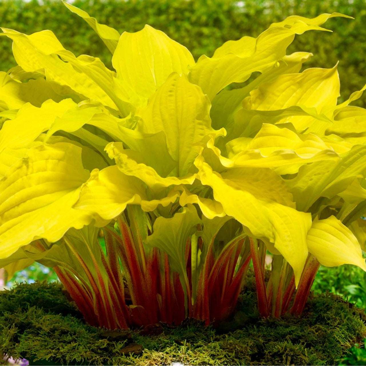 Lipstick Blonde Hosta