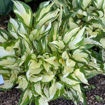 Loyalist Hosta