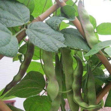 Hot Peas Seeds Healthy Vegetable Seeds