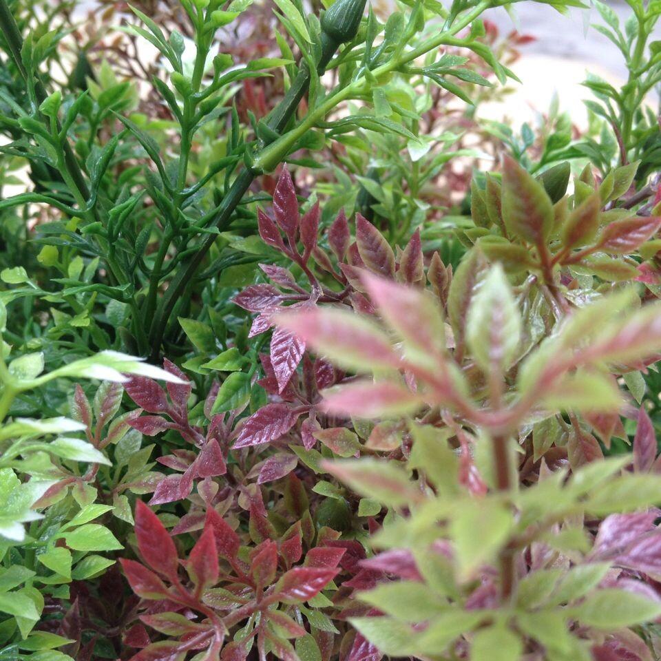 Hot red willow amaranth seeds vegetable Seeds