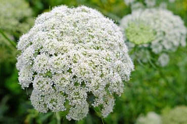 Queen Anne's Lace