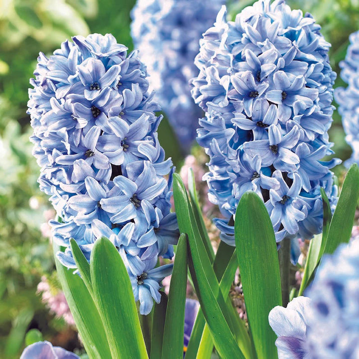 Hyacinthus Orientalis Flower S for Planting NON GMO Seeds