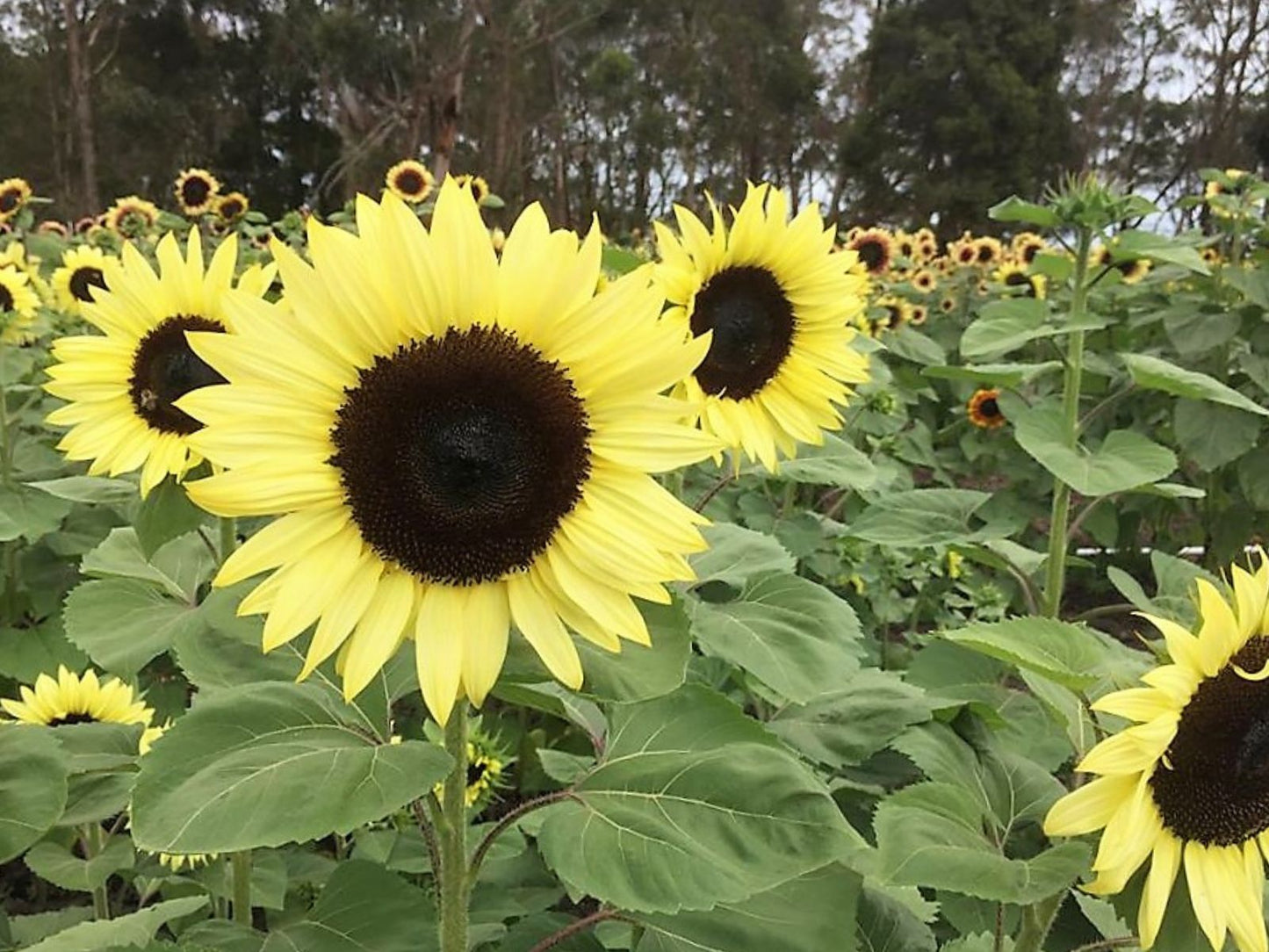 Sunflower- Classic Lime F1