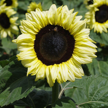 Sunflower- Classic Lime F1