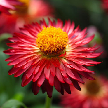 Everlasting Daisy- Scarlet