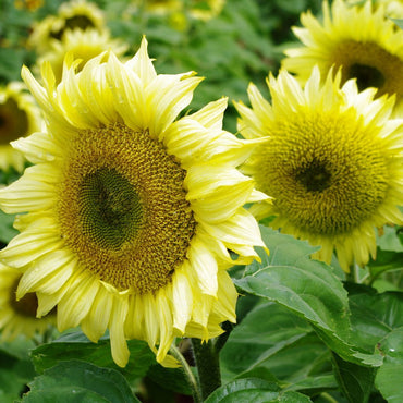 Sunflower- Ice Lady F1