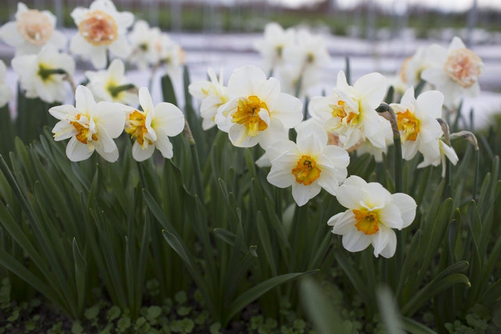 Narcissus Tazetta Flower Seed for Planting 100