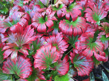 Crimson Fans Mukdenia