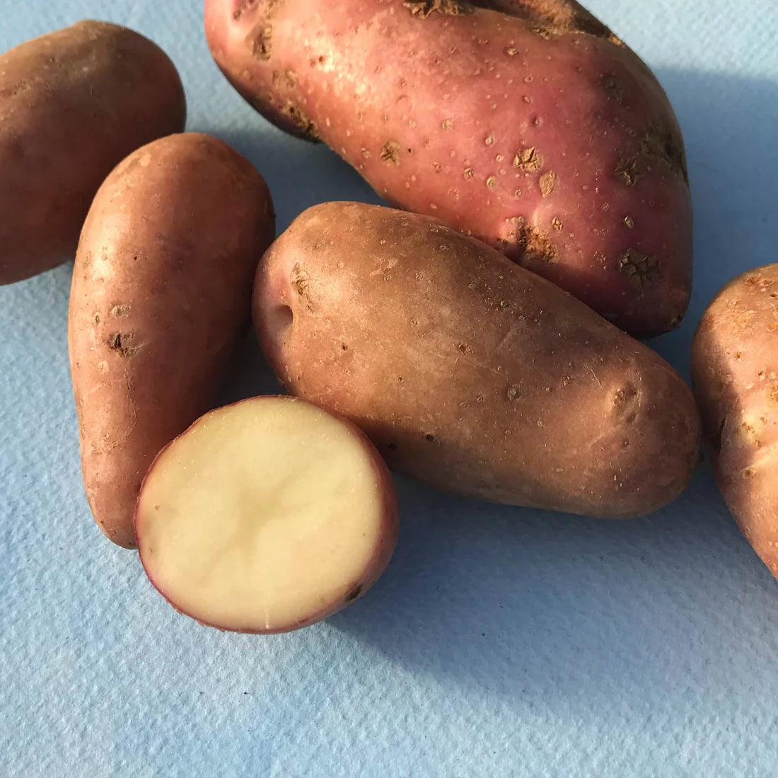 French Fingerling – Organic Seed Potatoes