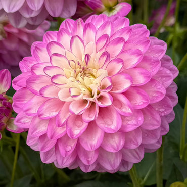 Melody Dixie Dahlia