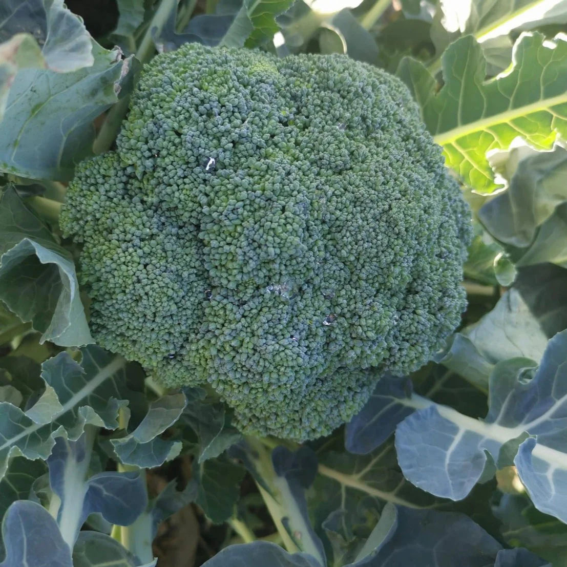 Kariba – Broccoli Seed