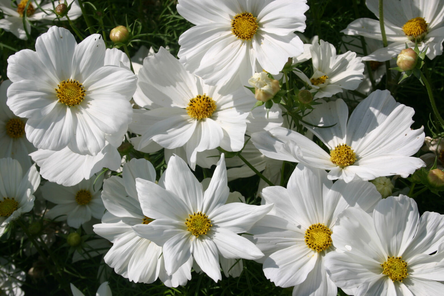 Cosmos- Dwarf Vega White