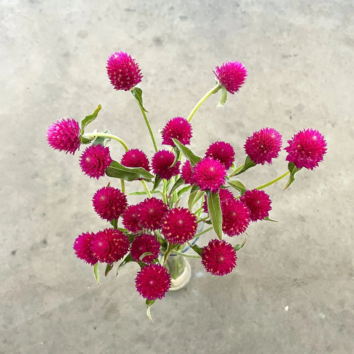QIS? Carmine – Gomphrena Seed