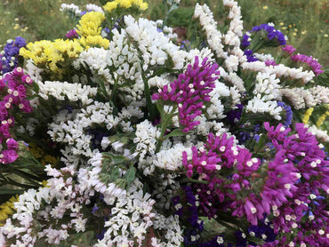 Heirloom Statice Seeds – Non-GMO Flower Seeds for Planting