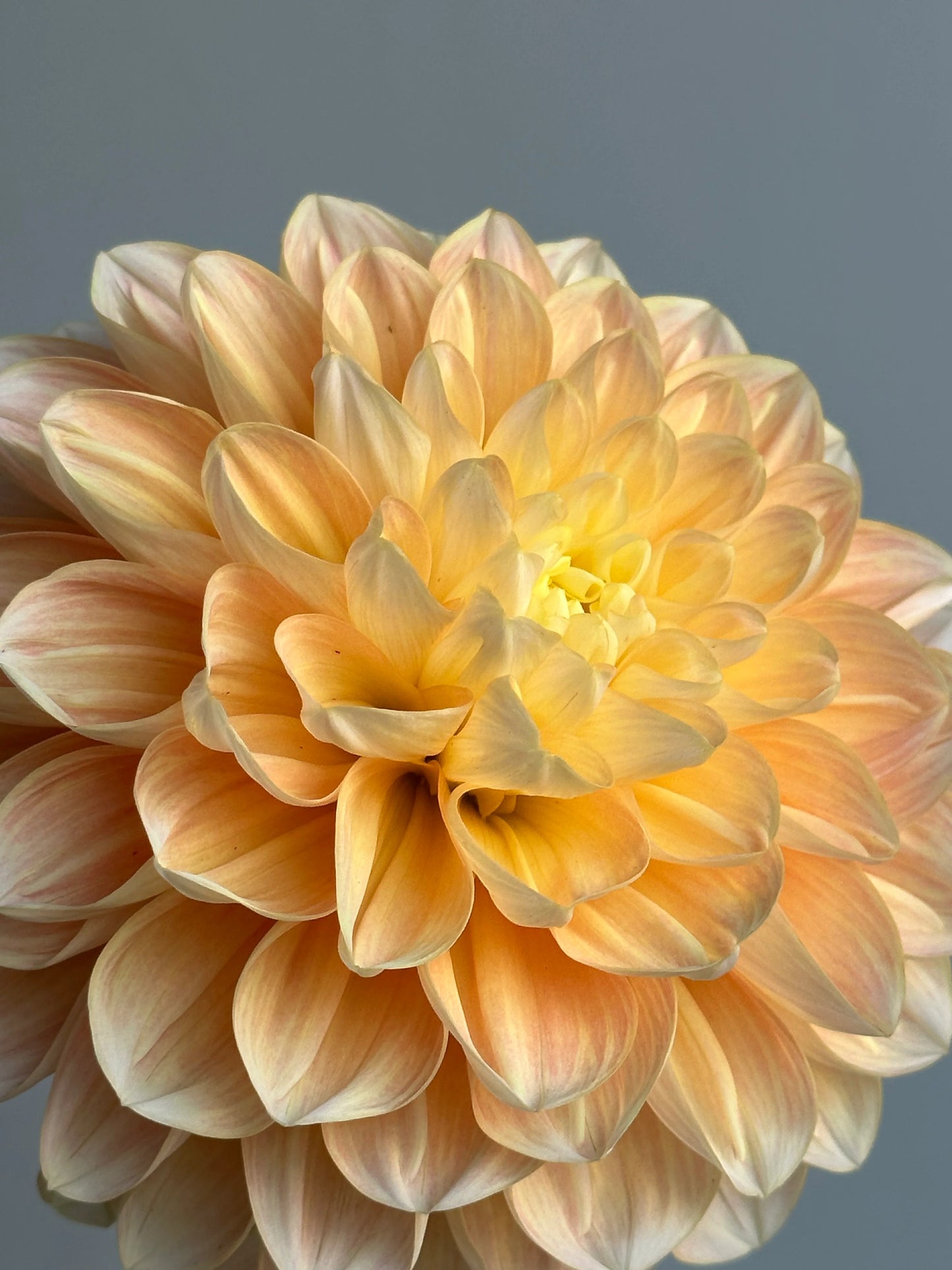 Honey Dew Dahlia
