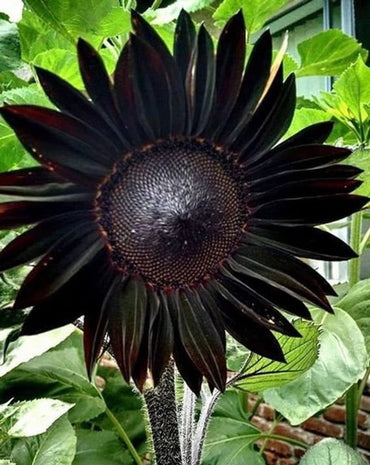 Organic Heirloom Non-GMO Black Sunflower Seeds for Planting – Unique Garden Blooms