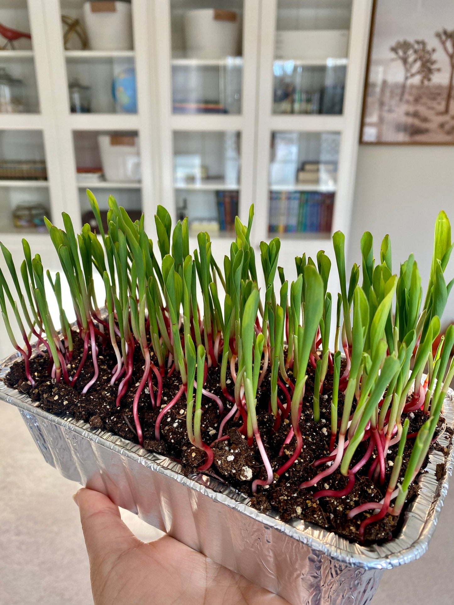 Popcorn – Organic Shoot Seed