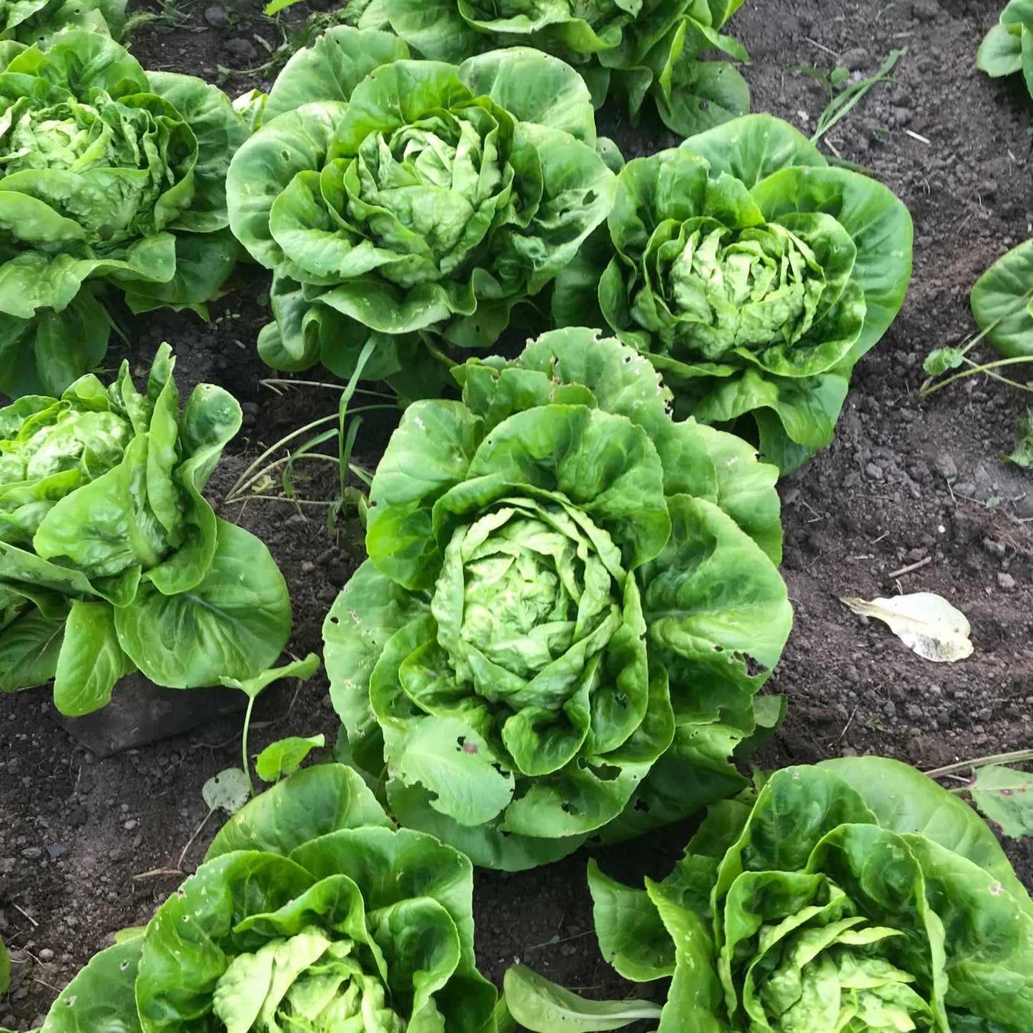Little Gem – Organic Lettuce Seed