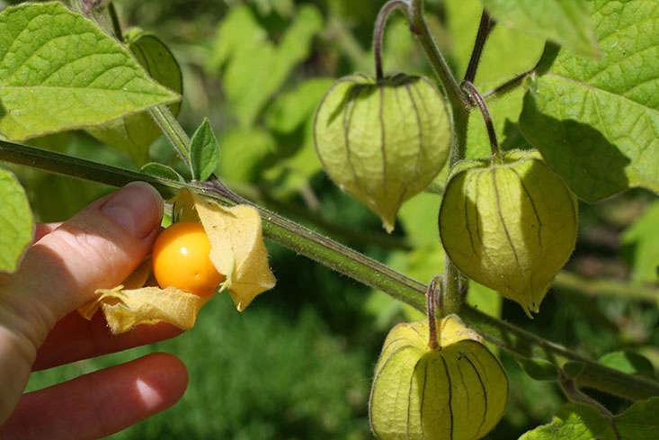 Cape Gooseberry Seeds