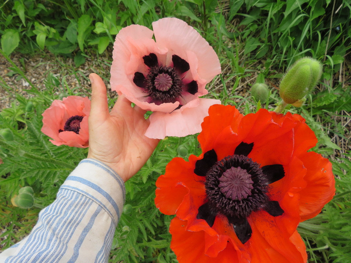 Oriental Poppy- Mix