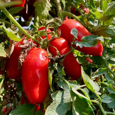 Tomato San Marzano Vegetable Seeds