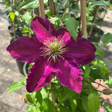 Heirloom Non-GMO Brown Clematis Flower Seeds for Planting – Climbing Vine Garden Seeds
