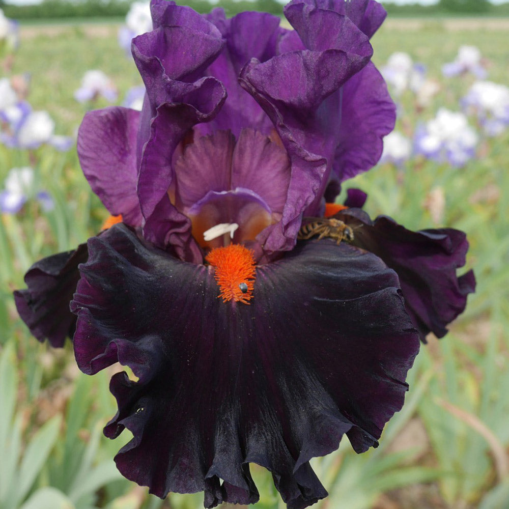 Sharp Dressed Man Bearded Iris Seeds
