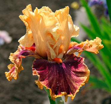 Italian Master Bearded Iris Seeds