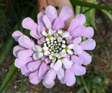 Candytuft- Gibraltar