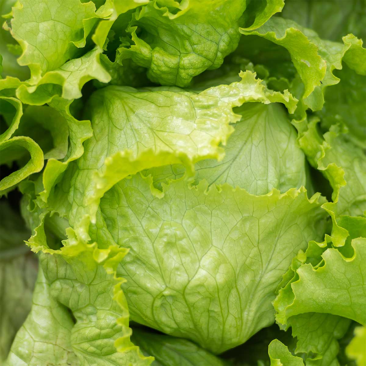 Crispino – Organic Lettuce Seed