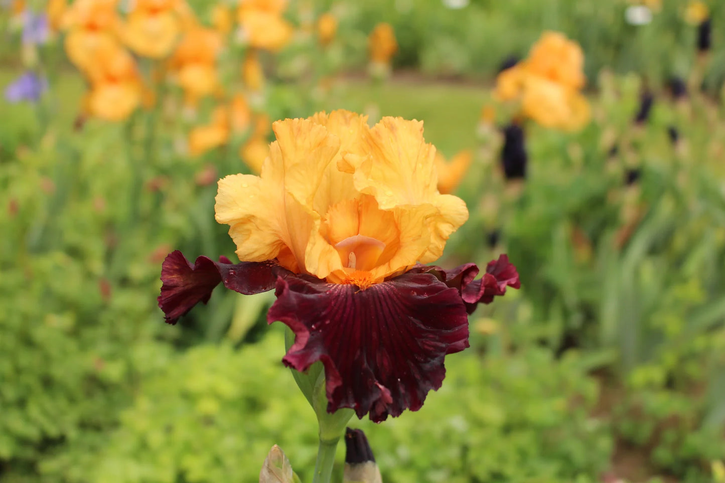 Idol Bearded Iris Seeds