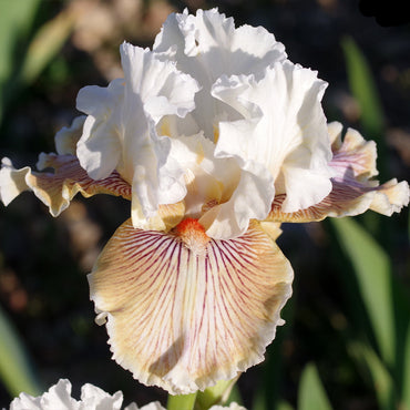 Hello Darling Bearded Iris Seeds