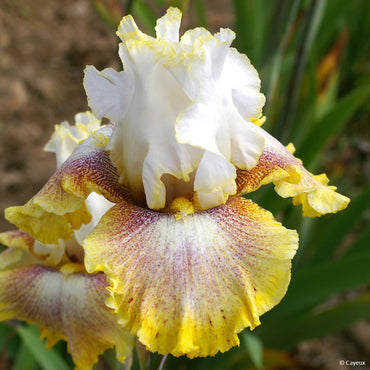 Ring Around Rosie Bearded Iris Seeds