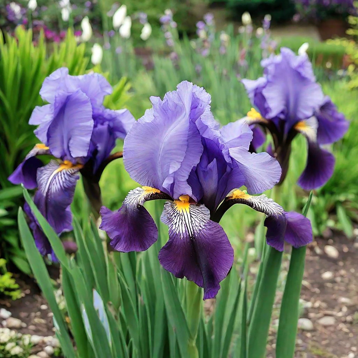 Jawbone Flats Bearded Iris Seeds
