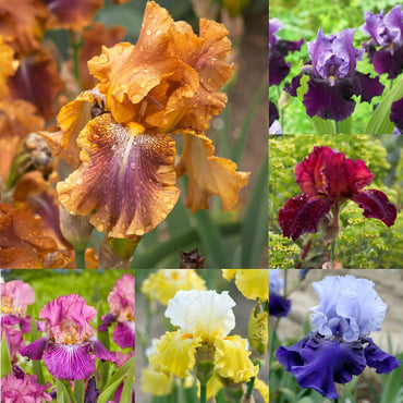 Buttercup Skies Bearded Iris Mixture Seeds