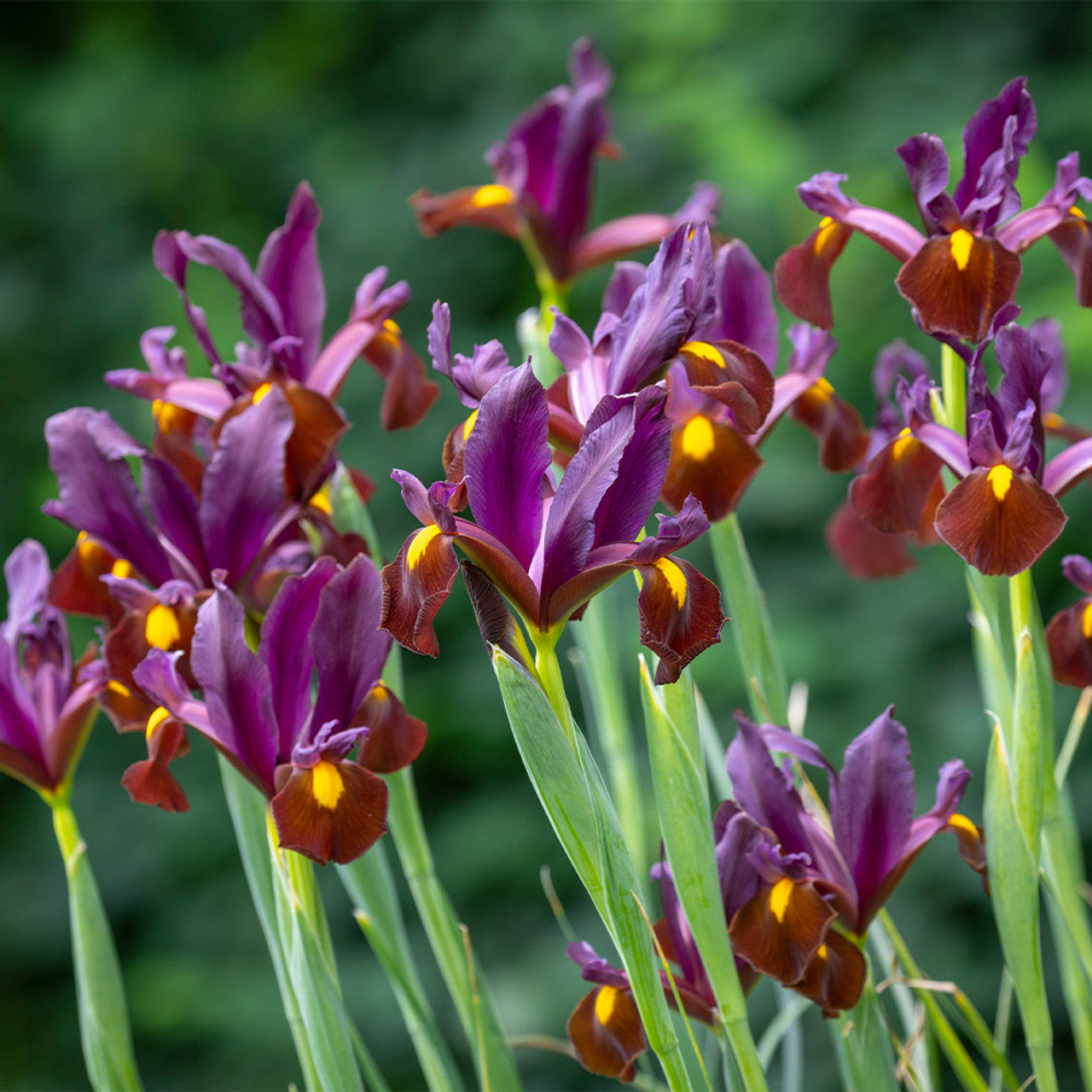 Dutch Iris- Red Ember