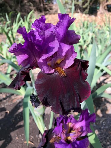 I'm Back Reblooming Bearded Iris Seeds