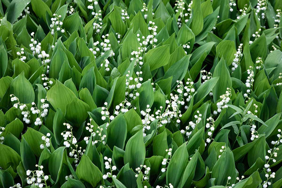Lily-of-the-Valley Super Sak