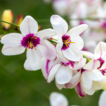 Ixia Spotlight Bulbs