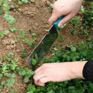 Japanese Small Parsley Seeds Organic Vegetable Seeds