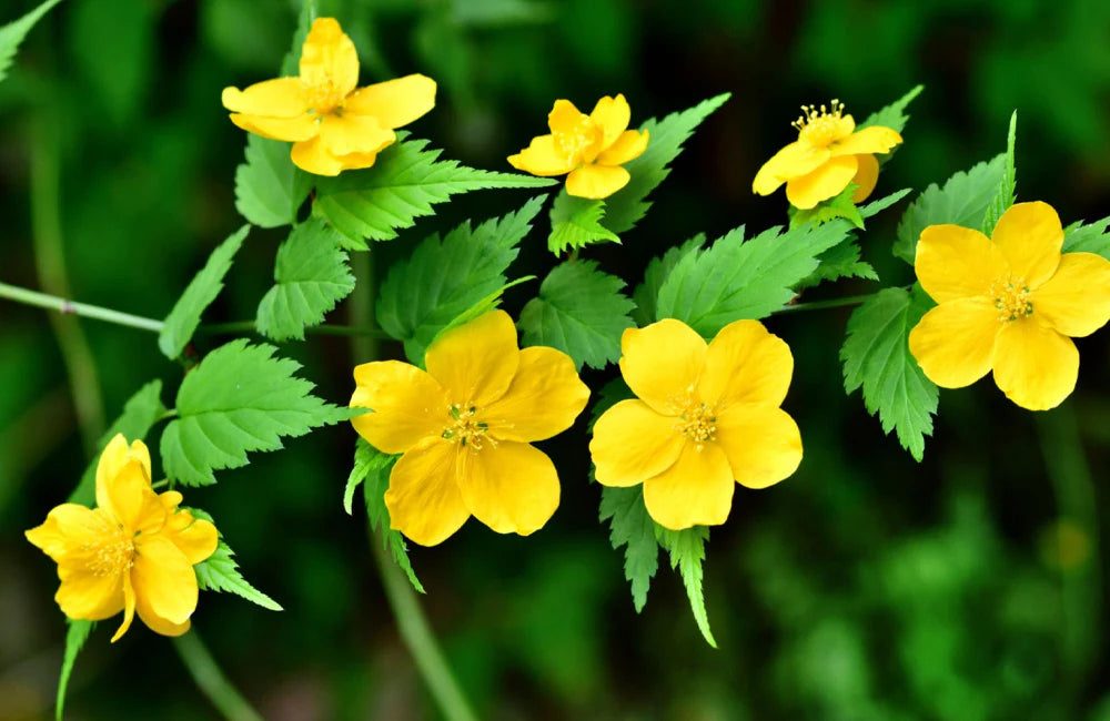 Heirloom Non-GMO Kerria Japonica Flower Seeds for Planting – Bright Yellow Blooms for Ornamental Shrub Gardens