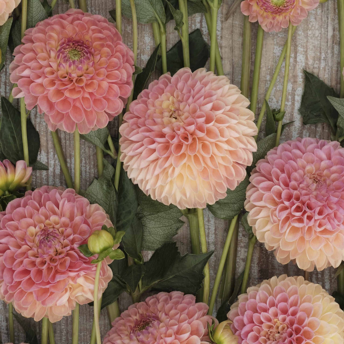 Jowey Nicky Giant Ball Dahlia