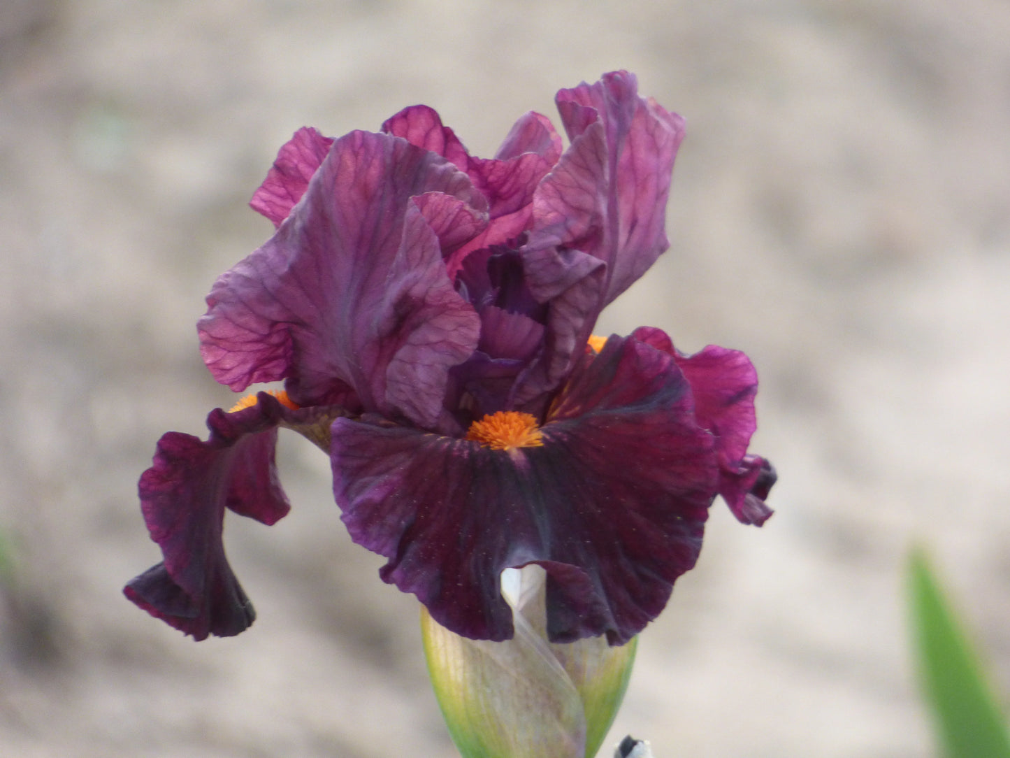 Jump Start Bearded Iris Seeds