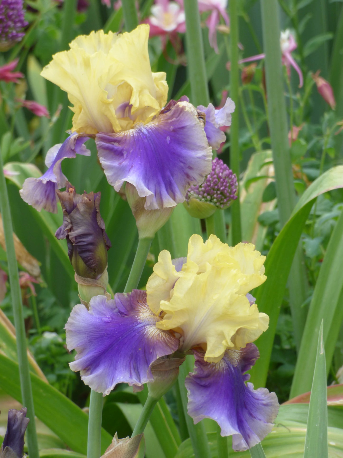 Jurassic Park Reblooming Bearded Iris Seeds