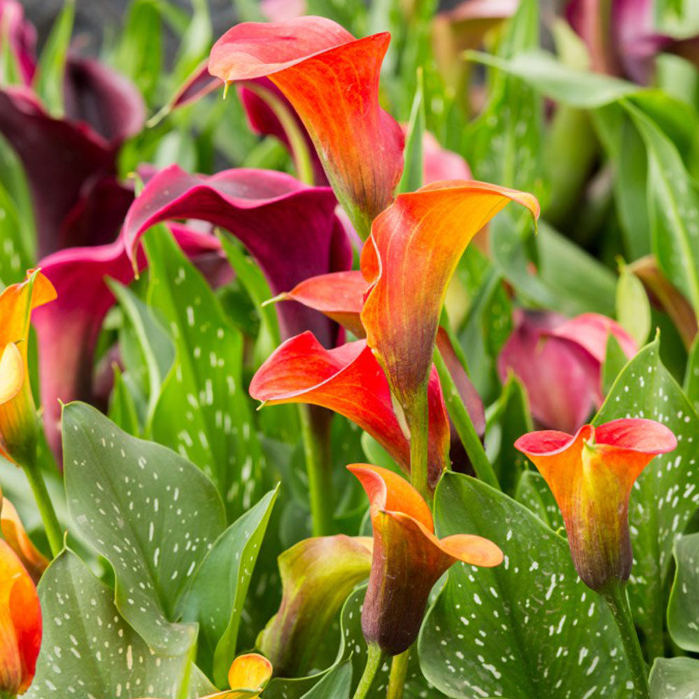 Calla Lily Mixed