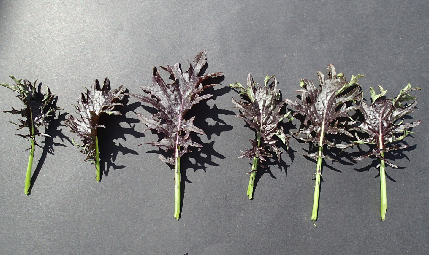 KX-1 – Kale Seed