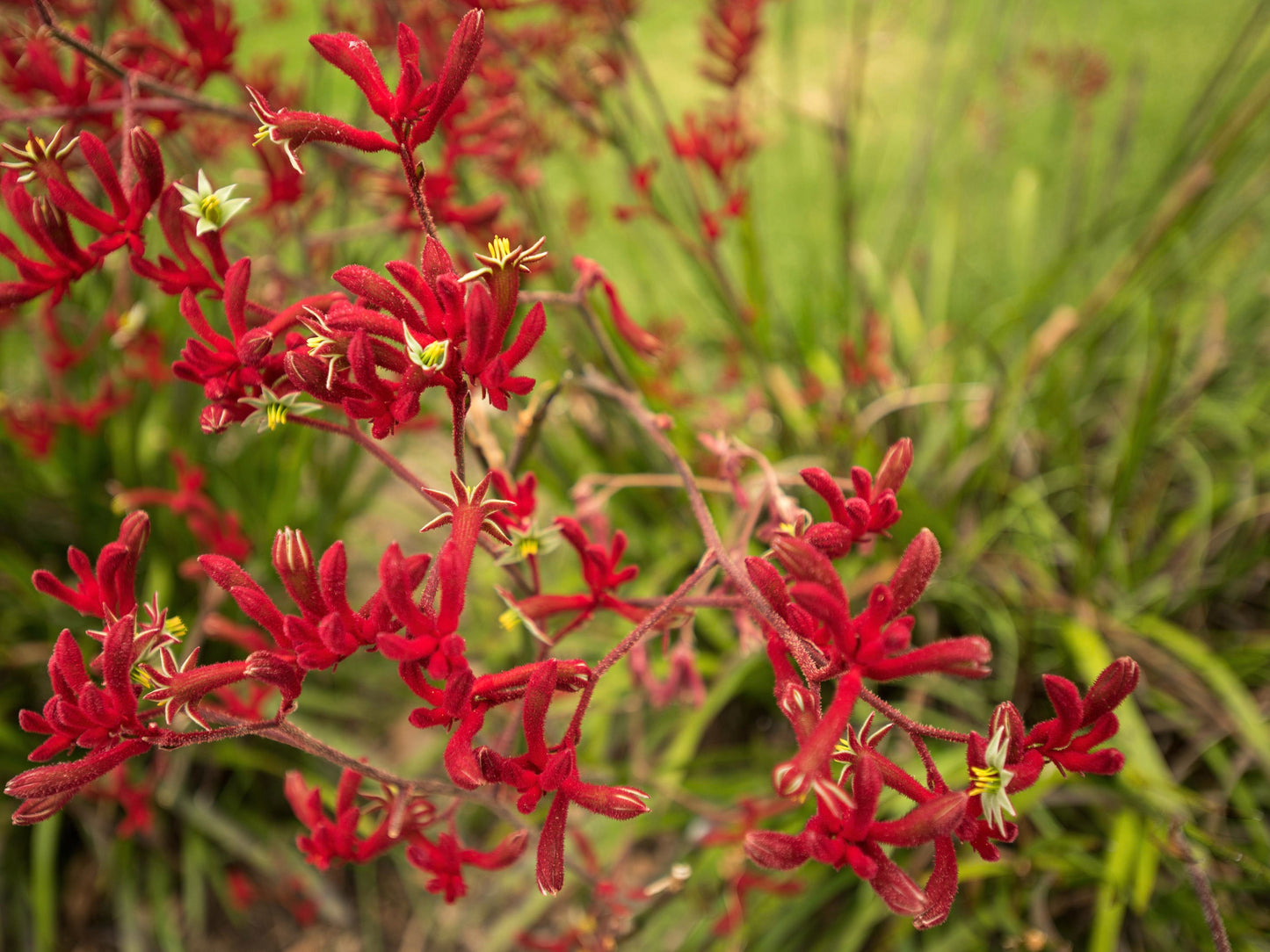 Kangaroo Paw- Red
