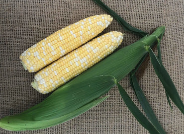 Montauk – Treated Corn Seed