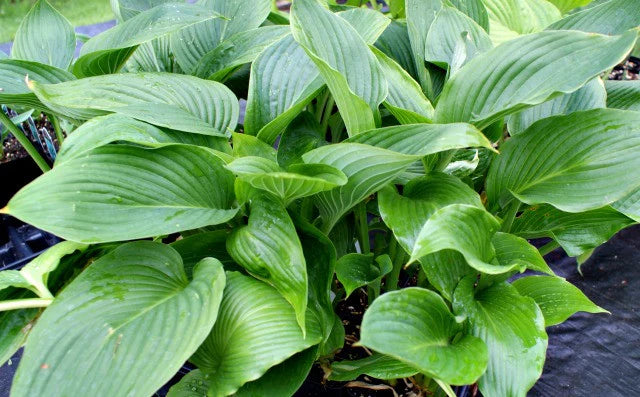 Kingsize Hosta