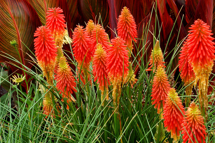 Heirloom Non-GMO Kniphofia Flower Seeds for Planting – Vibrant Torch-Lily Blooming Seeds